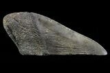 Fossil Megalodon Tooth Paper Weight #70522-1